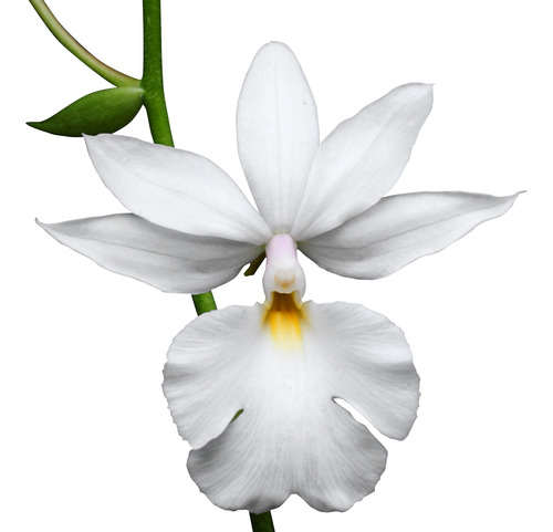 Orquídea Calanthe Vestita Alba Planta Adulta Natural Exótica