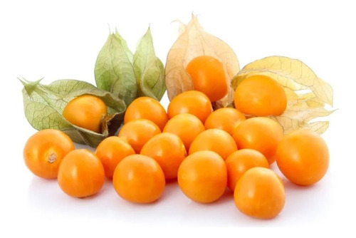 500 Semillas Golden Berry Physalis Peruviana 