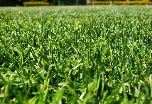 Semilla De Pasto Kikuyo Whittet 1 Kg + Terrasabvia 10 Kg
