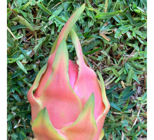 20 Esquejes De Pitahaya Purple Haze Variedad Autofertil