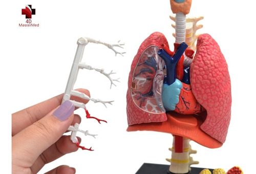 Sistema Respiratório/pulmão Humano Modelo Anatômico Estudo | Parcelamento  sem juros