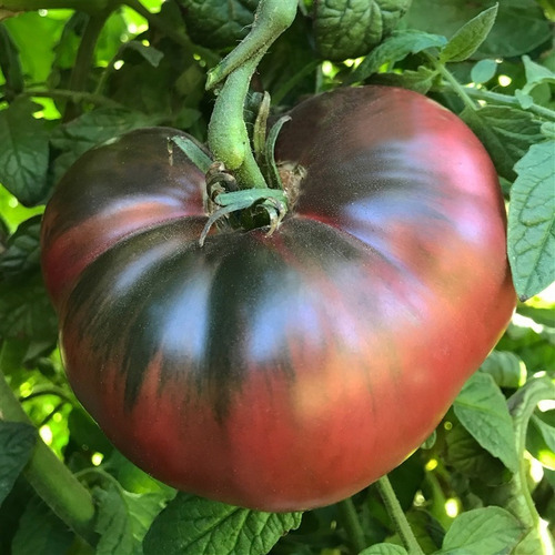 20 Semillas De Tomate Cherokee Purple - Exquisito! 