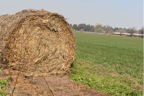 Imagen 18 de 29 de Chacra 5 Hectáreas Agro Carlos Keen Venta Oportunidad