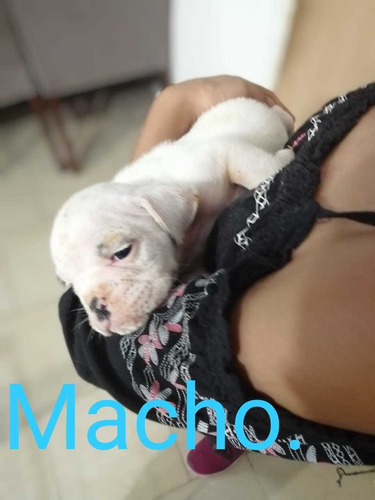 Imagen 1 de 7 de Cachorros Bulldog Ingles