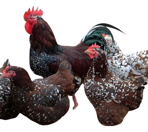 2 Ovos Raças Puras Variadas. Compre E Escolha Ás Raças!