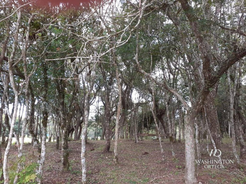Imagem 21 de 21 de Chácara À Venda, 8500 M² Por R$ 260.000,00 - Zona Rural - São José Dos Pinhais/pr - Ch0060