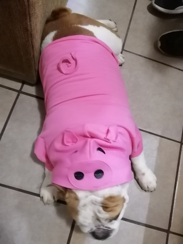 Sudadera Para Bulldog De Puerquito (Usado)