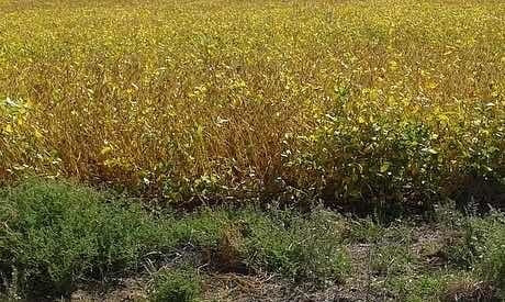 Imagen 4 de 5 de Vendo 5.000 Hectáreas ( La Seña. San Luis )