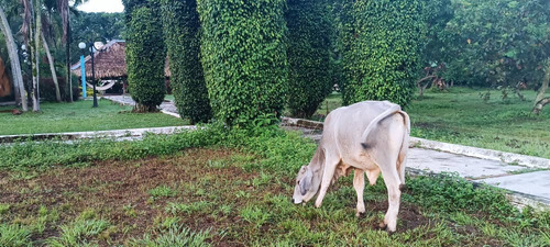 Vendo Terreno En Tinaquillo Cojedes Mg