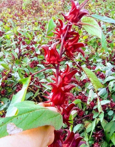 Semilla De Jamaica Criolla Nacional Bolsa De 1 Kg