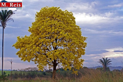 Imagem 2 de 7 de Terreno - Ref: 18059