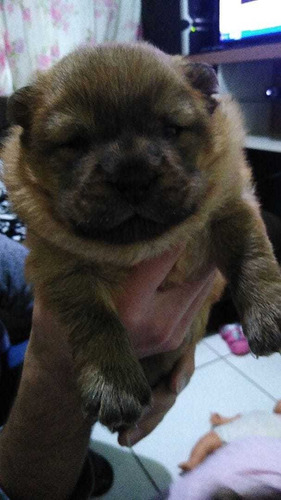 Imagem 3 de 3 de Vendo Filhotes De Chow Chow 043998706754 Só Via Zap