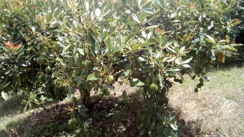 Finca De Aguacates En Guarne, Antioquia - Se Vende