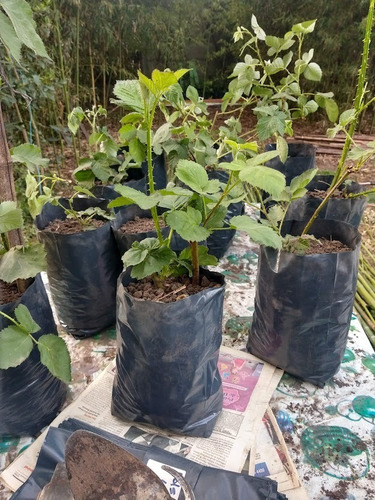 Imagen 2 de 5 de Planta Frambuesa, Maceta De 5 Lts Huerta, Balcón Terraza