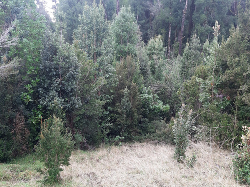 Parcela De 1,26 Hectárea Con Borde De Estero, Sector Puntra