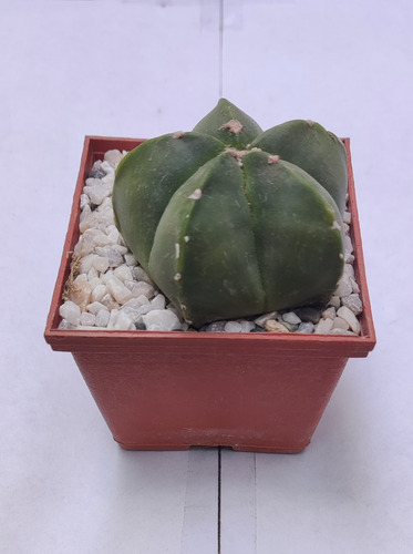 Astrophytum Myriostigma Nudum