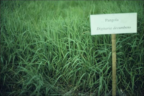 Semillas De Pasto Pangola Ganadera, 100 M2, 1 Kg