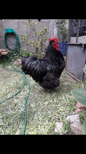 Imagen 2 de 12 de Orpington Huevos Fertiles . Y Pollitos