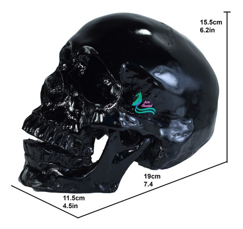 Cráneo Humano Con Corte Axial , Coronal Frontal O Sagital