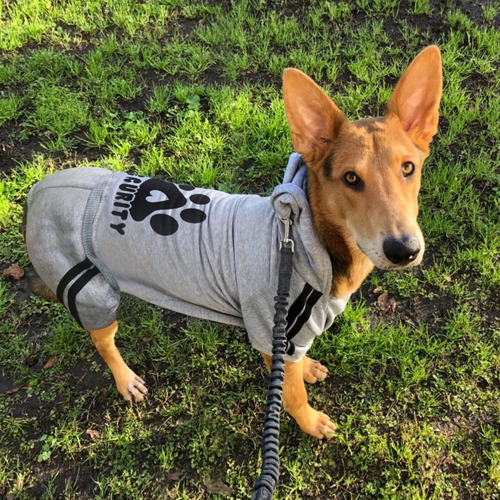 Sudadera Con Capucha Para Perro, Sudadera Con Capucha De ...