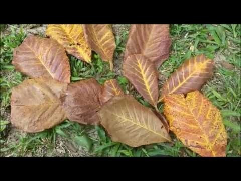 Folha De Amendoeira