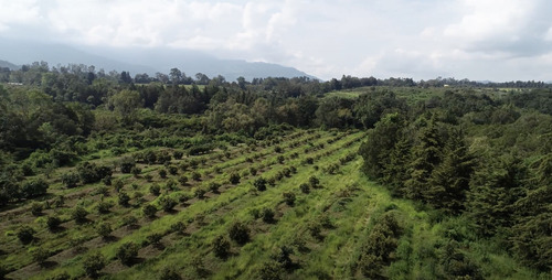 Terreno En Venta Con Árboles De Aguacate