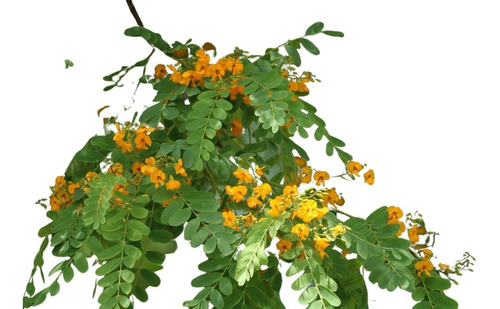 Árbol De Tipa De Flor Anaranjada