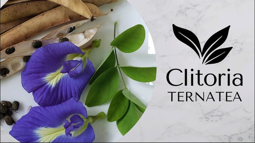 100 Semilla Clitoria Ternatea