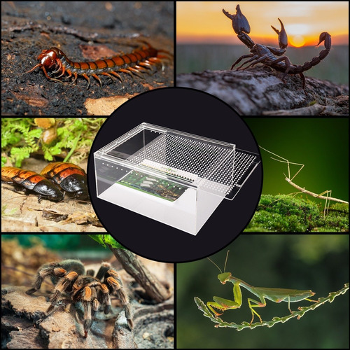Reptizoo Nano Terrario Acrilico 30x20x15cm 3 Mm 9 L Criadero