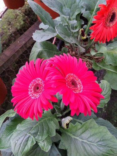 Gerberas (margarita Africana) | MercadoLibre