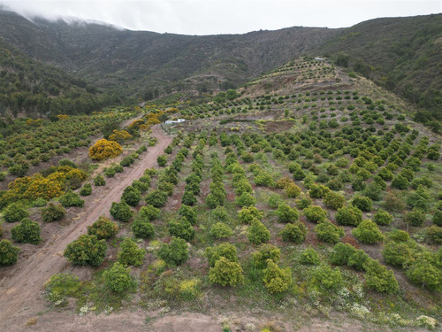 Parcela Agrícola Con Producción En Los Maquis
