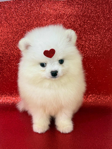 Spitz Alemão Anão / Lulu Da Pomerania - Machos