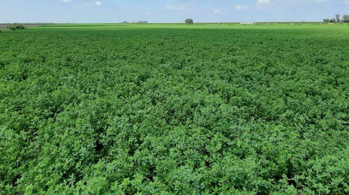 Semillas De Alfalfa Importada Picasso 617 25kg Peleteada