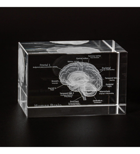 Modelo Cristal Cerebro Humano 3d Anatomico Grabado Laser