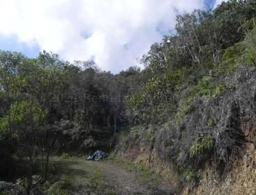Imagen 4 de 14 de Terreno Para Adecuación De Finca Agrícola O Ganadera. Mfpp Rah