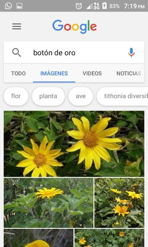 Plantas De Boton De Oro Y Esquejes