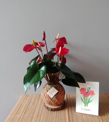Imagen 2 de 3 de Arreglo Floral Kokedama | Anturio Natural Y Chocolates