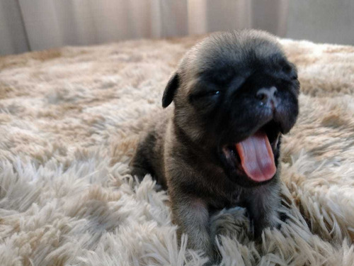 Imagem 1 de 4 de Filhotes De Pug