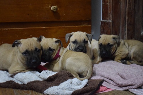 Imagen 3 de 8 de American Pit Bull Terrier ( Camada )