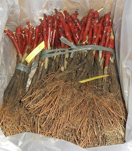 2 Mudas De Uva Enxertadas + Manual De Plantio - Diversas