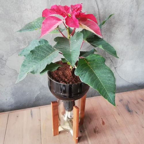 Imagen 2 de 5 de Planta De Interior Flor Del Inca Little Plant 27 Con Soporte