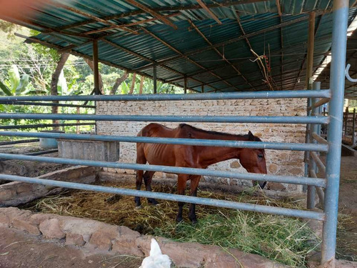 Imagen 28 de 29 de Finca Mixta + Manga De Coleo De 1 Ha En Guayabita En Turmero