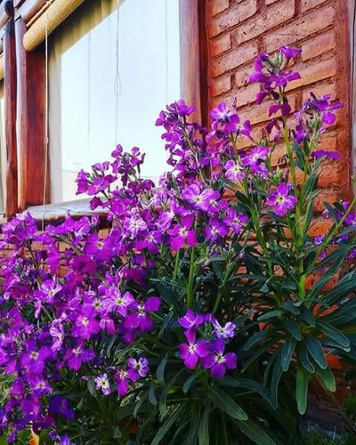 Imagen 7 de 22 de Cabañas Las Moras, San Rafael Mendoza
