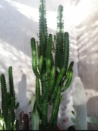 Cactus Euphorbia Trigona