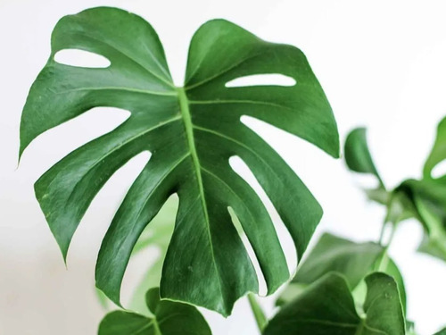 Filodendro Monstera Deliciosa Costilla Adán Planta Interior