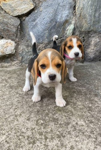 Hermosa Cachorritas Beagle