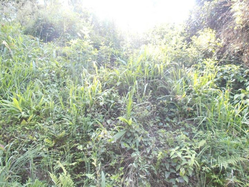 Imagem 8 de 15 de Terreno Para Venda Em Quatro Barras, Jardim Orestes Thá - Te-030_2-171081