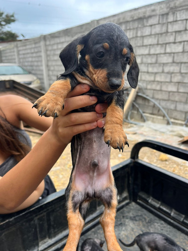 Salchicha Cachoros Original