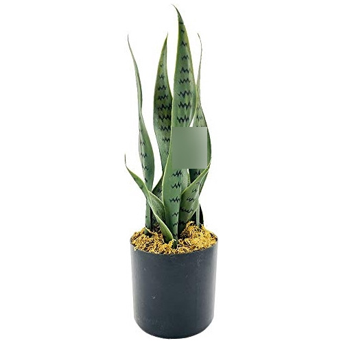Planta Artificial Sansevieria De 16 Pulgadas, Pequeño ...