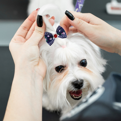 Lazos Para Perros Con Gomas Elásticas, 50 Unidades, Lazos Pa